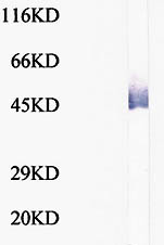Anti-Dnmt3L antibody (ab28968) at 1/500 dilution