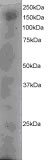 DOCK1 staining (4µg/ml) of A431 lysate (RIPA buffer, 35µg total protein per lane). Primary incubated for 12 hour. Detected by western blot using chemiluminescence