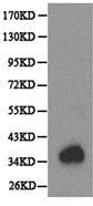 Anti-DOK4 antibody (ab175624) at 1/500 dilution + extracts of MCF7 cells.