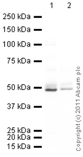 All lanes : Anti-Dopamine D2 Receptor antibody (ab85367) at 1 µg/mlLane 1 : Rat Substantia Nigra LysateLane 2 : Dopaminergic nucleus Rat Tissue LysateLysates/proteins at 10 µg per lane.SecondaryGoat polyclonal to Rabbit IgG - H&L - Pre-Adsorbed (HRP) (ab65484) at 1/5000 dilutiondeveloped using the ECL techniquePerformed under reducing conditions.