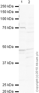 All lanes : Anti-Dopamine Receptor D1 antibody (ab40653) at 1/1000 dilutionLane 1 : Brain (Human) Tissue Lysate - adult normal tissue (ab29466)Lane 2 : Rat Cortex Tissue LysateLysates/proteins at 10 µg per lane.SecondaryGoat polyclonal to Rabbit IgG - H&L - Pre-Adsorbed (HRP) at 1/3000 dilutiondeveloped using the ECL techniquePerformed under reducing conditions.