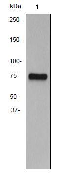 Anti-Dopamine Receptor D1 antibody [EP1560Y] (ab81296) at 1/20000 dilution + SH-SY5Y cell lysate at 10 µgSecondaryHRP labelled goat anti rabbit at 1/2000 dilution