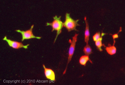 ICC/IF image of ab42114 stained PC12 cells. The cells were 4% formaldehyde fixed (10 min) and then incubated in 1%BSA / 10% normal goat serum / 0.3M glycine in 0.1% PBS-Tween for 1h to permeabilise the cells and block non-specific protein-protein interactions. The cells were then incubated with the antibody (ab42114, 5µg/ml) overnight at +4°C. The secondary antibody (green) was Alexa Fluor® 488 goat anti-rabbit IgG (H+L) used at a 1/1000 dilution for 1h. Alexa Fluor® 594 WGA was used to label plasma membranes (red) at a 1/200 dilution for 1h. DAPI was used to stain the cell nuclei (blue) at a concentration of 1.43µM.