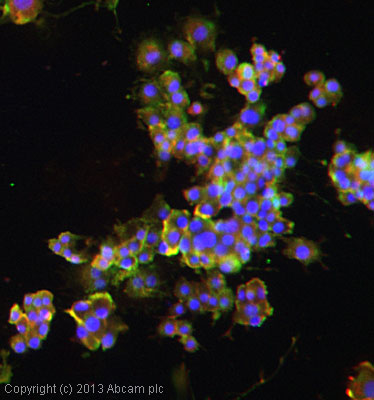 ab20424 stained PC12 cells. The cells were 4% formaldhyde fixed for 10 minutes at room temperature and then incubated in 1%BSA / 10% normal goat serum / 0.3M glycine in 0.1% PBS-Tween for 1hour at room temperature to permeabilise the cells and block non-specific protein-protein interactions. The cells were then incubated with the antibody (ab20424 at 1/100) overnight at +4°C. The secondary antibody (pseudo-colored green) was Goat Anti-Rabbit IgG H&L (Alexa Fluor® 488) preadsorbed (ab150081) used at a 1/1000 dilution for 1hour at room temperature. Alexa Fluor® 594 WGA was used to label plasma membranes (pseudo-colored red) at a 1/200 dilution for 1hour at room temperature. DAPI was used to stain the cell nuclei (pseudo-colored blue) at a concentration of 1.43µM for 1hour at room temperature.