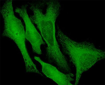 ab54739 at 10 ug/ml staining Doublecortin in human Hela cells by Immunocytochemistry / Immunofluorescence.