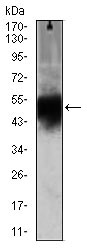 Anti-Doublecortin antibody [2G5] (ab135349) at 1/500 dilution + Mouse heart lysate