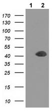 All lanes : Anti-Doublecortin antibody [4A3] (ab119033) at 1/2000 dilutionLane 1 : HEK293T cell lysate transfected with pCMV6-ENTRY controlLane 2 : HEK293T cell lysate transfected with pCMV6-ENTRY Doublecortin cDNALysates/proteins at 5 µg per lane.