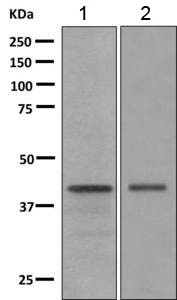 All lanes : Anti-Doublecortin antibody [EPR10935(B)] (ab167400) at 1/1000 dilutionLane 1 : Human fetal brain lysateLane 2 : C6 lysateLysates/proteins at 10 µg per lane.SecondaryGoat anti-rabbit HRP at 1/2000 dilution