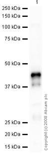 Anti-Doublecortin antibody - Neuronal Marker (ab77450) at 1 µg/ml + Brain (Mouse) Tissue Lysate - normal tissue, 0 days old (ab7188) at 10 µgSecondaryRabbit IgG secondary antibody (ab28446) at 1/10000 dilutiondeveloped using the ECL techniquePerformed under reducing conditions.
