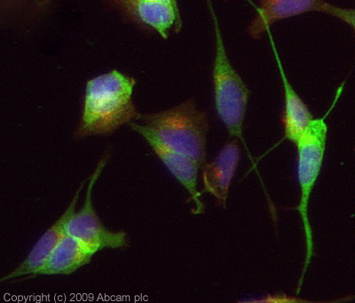 ICC/IF image of ab77450 stained SH-SY5Y cells. The cells were 4% PFA fixed (10 min) and then incubated in 1%BSA / 10% normal Goat serum / 0.3M glycine in 0.1% PBS-Tween for 1h to permeabilise the cells and block non-specific protein-protein interactions. The cells were then incubated with the antibody (ab77450, 5µg/ml) overnight at +4°C. The secondary antibody (green) was Alexa Fluor® 488 Goat anti-Rabbit IgG (H+L) used at a 1/1000 dilution for 1h. Alexa Fluor® 594 WGA was used to label plasma membranes (red) at a 1/200 dilution for 1h. DAPI was used to stain the cell nuclei (blue). 