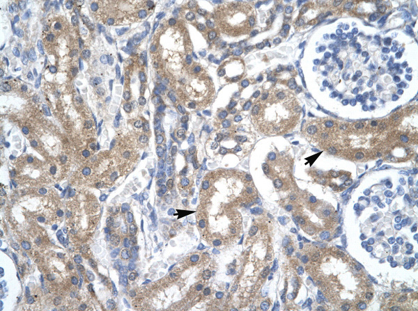 Staining of human kidney tissue with ab26260 (4-8 ug/ml). Positive labelled epithelial cells of renal tubule are indicated with arrows. 400X magnification.