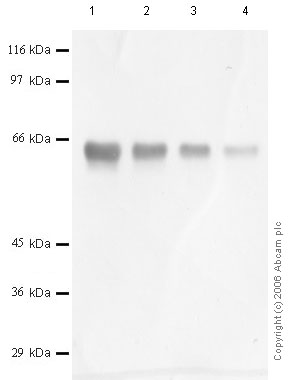 All lanes : Anti-DPP2 antibody (ab44200) at 1/1000 dilutionLane 1 : recombinant Human DPP-2 at 0.08 µgLane 2 : recombinant Human DPP-2 at 0.04 µgLane 3 : recombinant Human DPP-2 at 0.02 µgLane 4 : recombinant Human DPP-2 at 0.01 µg