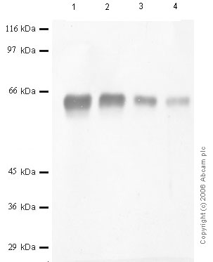 All lanes : Anti-DPP2 antibody (ab44201) at 1/1000 dilutionLane 1 : recombinant Human DPP-2 at 0.08 µgLane 2 : recombinant Human DPP-2 at 0.04 µgLane 3 : recombinant Human DPP-2 at 0.02 µgLane 4 : recombinant Human DPP-2 at 0.01 µgObserved band size : 62 kDa (why is the actual band size different from the predicted?)