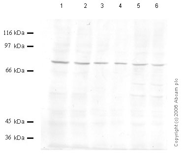 All lanes : Anti-DPP3 antibody - Aminoterminal end (ab56107) at 1/1000 dilutionLane 1 : Whole cell lysate prepared from human HEK293 cells (treated with TPA) at 10 µlLane 2 : Whole cell lysate prepared from human HEK293 cells (treated with TPA) at 5 µlLane 3 : Whole cell lysate prepared from human HeLa cells (treated with TNF-alpha) at 20 µlLane 4 : Whole cell lysate prepared from human HeLa cells (treated with TNF-alpha) at 15 µlLane 5 : Whole cell lysate prepared from human RD cells (treated with IL1-beta) at 20 µlLane 6 : Whole cell lysate prepared from human RD cells (treated with IL1-beta) at 15 µl