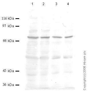 All lanes : Anti-DPP3 antibody - Carboxyterminal end (ab56109) at 1/1000 dilutionLane 1 : Whole cell lysate from human embryonic kidney HEK293 cells (treated with TPA) at 10 µlLane 2 : Whole cell lysate from human embryonic kidney HEK293 cells (treated with TPA) at 5 µlLane 3 : Whole cell lysate from human cervix cancer HeLa cells (treated with TNF-alpha) at 20 µlLane 4 : Whole cell lysate from human cervix cancer HeLa cells (treated with TNF-alpha) at 15 µl