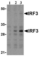 Lane 1 :  Anti-IRF3 antibody (ab25951) at 1 µg/mlLane 2 :  Anti-IRF3 antibody (ab25951) at 2 µg/mlLane 3 :  Anti-IRF3 antibody (ab25951) at 4 µg/mlLane 1 : U937 whole cell lysateLane 2 : U937 whole cell lysateLane 3 : U937 whole cell lysate