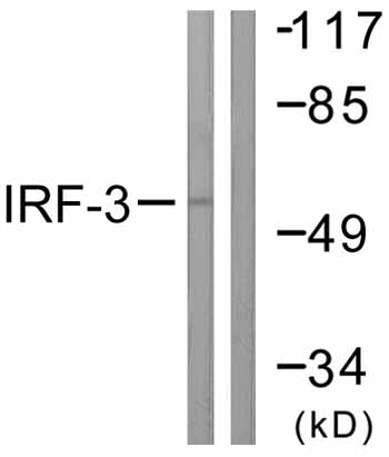 All lanes : Anti-IRF3 antibody (ab59226) at 1/500 dilutionLane 1 : K562 cell extractLane 2 : K562 cell extract with immunizing peptide