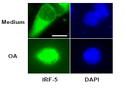 Immunofluorescence/Immunocytochemistry analysis of HEK293 cells (105-106) stained with Mouse monoclonal [10T1] to IRF5 (ab33478 1/100-1/200).
