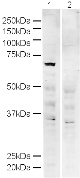 All lanes : Anti-IRF5 antibody - ChIP Grade (ab21689) at 1 µg/mlLane 1 : HeLa whole cell lysateLane 2 : HeLa whole cell lysate with Human IRF5 peptide (ab22411) at 1 µg/mlLysates/proteins at 20 µg per lane.SecondaryAlexa Fluor Goat polyclonal to IgG (700) at 1/10000 dilution