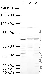 All lanes : Anti-IRF5 antibody - ChIP Grade (ab21689) at 1 µg/mlLane 1 : Liver (Mouse) Tissue Lysate - normal tissueLane 2 : Kidney (Mouse) Tissue LysateLane 3 : Liver (Rat) Tissue LysateLysates/proteins at 10 µg per lane.SecondaryIRDye 680 Conjugated Goat Anti-Rabbit IgG (H+L) at 1/10000 dilutionPerformed under reducing conditions.