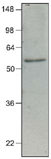 Anti-IRF7 antibody [3D9] (ab70069) at 1/1000 dilution + Jurkat cell lysates at 40 µgSecondaryGoat anti-mouse secondary antibody conjugated to HRPdeveloped using the ECL technique