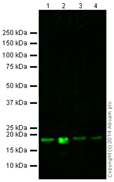 All lanes : Anti-Histone H2A (acetyl K13) antibody (ab176427) at 1 µg/mlLane 1 : HeLa Sodium Butyrate-treated 0uM Control (Cell acid extract ) at 10 µgLane 2 : HeLa Sodium Butyrate-treated 10uM (Cell acid extract ) at 10 µgLane 3 : NIH 3T3 (Mouse embryonic fibroblast cell line) Whole Cell Lysate at 10 µgLane 4 : Calf Thymus Histone Preparation Nuclear Lysate at 0.5 µgSecondaryGoat Anti-Rabbit IgG H&L (Alexa Fluor® 790) (ab175781) at 1/10000 dilution