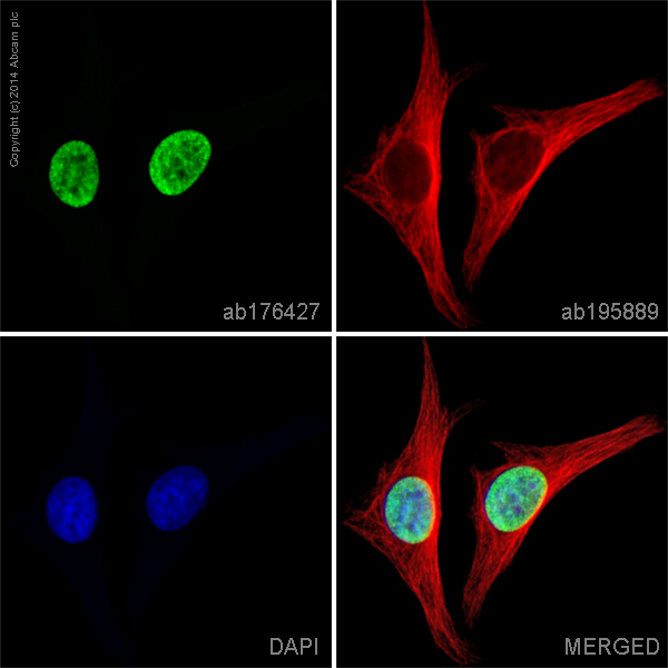 ab176427 staining Histone H2A type 1-B/E (Acetylation K13) in HeLa cells. The cells were fixed with 100% methanol (5 min) and then blocked in 1% BSA/10% normal goat serum/0.3M glycine in 0.1%PBS-Tween for 1h. The cells were then incubated overnight at +4°C with ab176427 at 1ug/ml and ab195889, Mouse monoclonal to alpha Tubulin (Alexa Fluor® 594) at 2µg/ml (Shown in red). This was followed by an incubation at room temperature for 1h with ab150081,Goat Anti-Rabbit IgG H&L (Alexa Fluor® 488) preadsorbed at 1/1000 (shown in green). Nuclear DNA was labelled with DAPI (shown in blue).