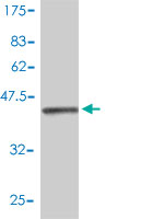 Western blot against tagged recombinant protein immunogen using ab55338 ISG20 antibody at 1ug/ml. 