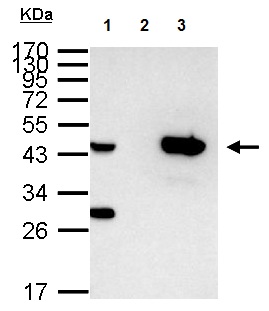 Immuprecipitation of Isocitrate dehydrogenase protein in 1000 µg HeLa whole cell lysate/extract using: 1) 40 µg HeLa whole cell lysate/extract, 2) Control with 2.5 µg of preimmune Rabbit IgG and 3) 2.5 µg of ab154932. The immunoprecipitated protein was detected by ab154932 at 1/1000 using Western Blot analysis. Anti Rabbit IgG was used as a secondary antibody. 12% SDS-PAGE.