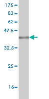 Western blot against tagged recombinant protein immunogen using ab56513 ITGB1BP1 antibody at 1ug/ml.