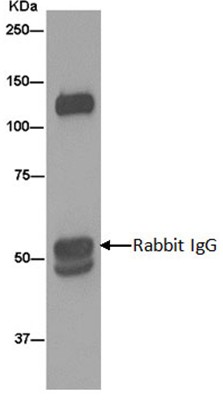 Western blot analysis of ITIH4 in immunoprecipitation pellets from Human plasma lysate. ab180139 used at 1/60 dilution for immunoprecipitation. Secondary antibody Goat Anti-Rabbit IgG, (H+L), Peroxidase conjugated at 1/1000. Blocking buffer and concentration: 5% NFDM/TBST.