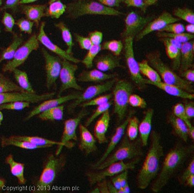 ICC/IF image of ab37826 stained HeLa cells. The cells were 100% methanol fixed (5 min) and then incubated in 1%BSA / 10% normal goat serum / 0.3M glycine in 0.1% PBS-Tween for 1h to permeabilise the cells and block non-specific protein-protein interactions. The cells were then incubated with the antibody (ab37826, 5µg/ml) overnight at +4°C. The secondary antibody (green) was ab96899, DyLight® 488 goat anti-rabbit IgG (H+L) used at a 1/250 dilution for 1h. Alexa Fluor® 594 WGA was used to label plasma membranes (red) at a 1/200 dilution for 1h. DAPI was used to stain the cell nuclei (blue) at a concentration of 1.43µM.