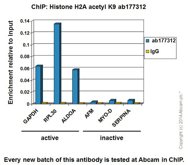 Chromatin was prepared from HeLa (Human epithelial cells from cervix adenocarcinoma) cells according to the Abcam X-ChIP protocol. Cells were fixed with formaldehyde for 10 minutes. The ChIP was performed with 25µg of chromatin, 2µg of ab177312 (blue), and 20µl of Anti rabbit IgG sepharose beads. 2μg of rabbit normal IgG was added to the beads control (yellow). The immunoprecipitated DNA was quantified by real time PCR (Sybr green approach). Primers and probes are located in the first kb of the transcribed region.