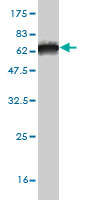 Western blot against tagged recombinant protein immunogen using ab55372 ITPK1 antibody at 1ug/ml.