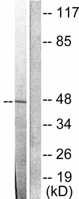 All lanes : Anti-JAB1 antibody (ab53768) at 1/500 dilutionLane 1 : Extracts from LOVO cellsLane 2 : Extracts from LOVO cells, plus peptide