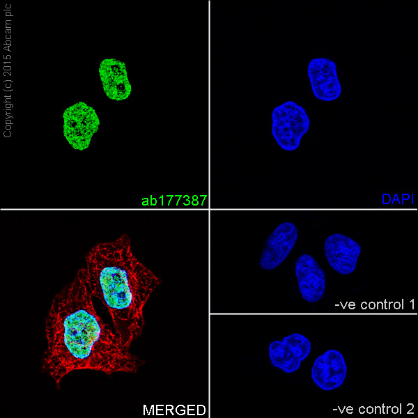 Immunofluorescent analysis of 4% paraformaldehyde-fixed, 0.1% Triton X-100 permeabilized HeLa (Human epithelial cells from cervix adenocarcinoma) cells labeling Histone H2A (mono methyl K118) with ab177387 at 1/2000 dilution, followed by Goat anti-rabbit IgG (Alexa Fluor® 488) (ab150077) secondary antibody at 1/500 dilution (green). Confocal image showing nuclear staining on HeLa cell line. The nuclear counter stain is DAPI (blue). Tubulin is detected with ab7291 (anti-Tubulin mouse mAb) at 1/1000 dilution and ab150120 (AlexaFluor®594 Goat anti-Mouse secondary) at 1/500 dilution (red).The negative controls are as follows:-ve control 1: ab177387 at 1/2000 dilution followed by ab150120 (AlexaFluor®594 Goat anti-Mouse secondary) at 1/500 dilution.-ve control 2: ab7291 (anti-Tubulin mouse mAb) at 1/1000 dilution followed by ab150077 (Alexa Fluor®488 Goat Anti-Rabbit IgG H&L) at 1/500 dilution.