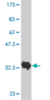 Anti-Jagged1 antibody (ab54742) at 5 µg/ml + 0.2 µg/lane of recombinant protein with a tagSecondaryGoat anti mouse IgG (H&L)-HRP conjugate at 1/5000 dilution