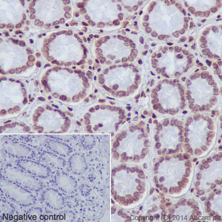 Immunohistochemical analysis of paraffin-embedded mouse colon tissue labeling Histone H2A (mono methyl K118) with ab177387 at 1/2000 dilution, followed by Goat Anti-Rabbit IgG H&L (HRP) (ab97051) secondary antibody at 1/500 dilution. Nucleus staining on glandular epithelium of mouse colon tissue is observed. Counter stained with Hematoxylin.Negative control: Using PBS instead of primary antibody, secondary antibody is Goat Anti-Rabbit IgG H&L (HRP) (ab97051) at 1/500 dilution.