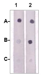 1µg peptide was blot onto NC membrane. A: JAK2 (pY1008, pY1009). B: JAK2 (Non-phosphospecific). C: Non-related Phosphopeptide. were blotted at a 1:2000 dilution by: 1: ab68268. 2: Rabbit anti-JAK2 (Non-phospho specific).