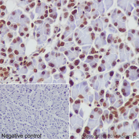 Immunohistochemical analysis of paraffin-embedded rat pancreas tissue labeling Histone H2A (mono methyl K118) with ab177387 at 1/2000 dilution, followed by Goat Anti-Rabbit IgG H&L (HRP) (ab97051) secondary antibody at 1/500 dilution. Nucleus staining on glandular epithelium of rat pancreas tissue is observed. Counter stained with Hematoxylin.Negative control: Using PBS instead of primary antibody, secondary antibody is Goat Anti-Rabbit IgG H&L (HRP) (ab97051) at 1/500 dilution.