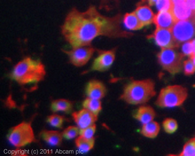 ICC/IF image of ab65211 stained PC12 cells. The cells were 100% methanol fixed (5 min) and then incubated in 1%BSA / 10% normal goat serum / 0.3M glycine in 0.1% PBS-Tween for 1h to permeabilise the cells and block non-specific protein-protein interactions. The cells were then incubated with the antibody (ab65211, 5µg/ml) overnight at +4°C. The secondary antibody (green) was ab96899 Dylight 488 goat anti-rabbit IgG (H+L) used at a 1/250 dilution for 1h. Alexa Fluor® 594 WGA was used to label plasma membranes (red) at a 1/200 dilution for 1h. DAPI was used to stain the cell nuclei (blue) at a concentration of 1.43µM.