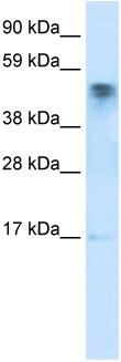 Anti-JMJD5 antibody (ab28883) at 0.5 µg/ml + Human Fetal Liver LysateSecondaryHRP conjugated anti-Rabbit IgG (suggested dilution 1:50,000 - 100,000)developed using the ECL technique