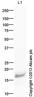 Anti-Histone H2A (symmetric di methyl R29) antibody (ab129208) at 1 µg/ml + Calf Thymus Histone Preparation Nuclear Lysate at 0.25 µgSecondaryGoat Anti-Rabbit IgG H&L (HRP) (ab97051) at 1/10000 dilutiondeveloped using the ECL techniquePerformed under reducing conditions.