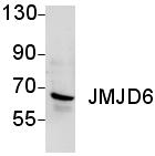 Anti-JMJD6 antibody (ab65770) at 1/1000 dilution + Nuclear extracts of HeLa cells