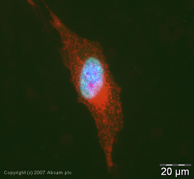 ICC/IF image of ab19923 stained human HeLa cells. The cells were PFA fixed (10 min), permabilised in TBS-T (20 min) and incubated with the antibody (ab19923, 5µg/ml) for 1h at room temperature. 1%BSA / 10% normal serum / 0.3M glycine was used to quench autofluorescence and block non-specific protein-protein interactions. The secondary antibody (green) was Alexa Fluor® 488 goat anti-rabbit IgG (H+L) used at a 1/1000 dilution for 1h. Alexa Fluor® 594 WGA was used to label plasma membranes (red). DAPI was used to stain the cell nuclei (blue).