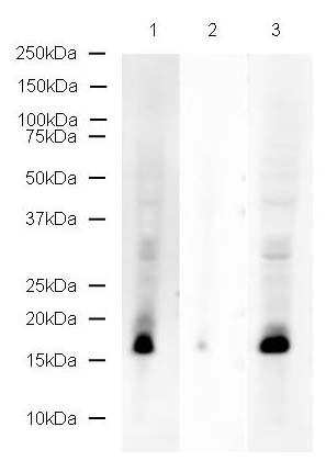 All lanes : Anti-Histone H2A (yeast) (phospho S129) antibody (ab17353) at 1 µg/mlLane 1 : S. pombe lysate (0.1 ug)Lane 2 : S. pombe lysate (0.1 ug) with S. pombe Histone H2A (phospho S129) peptide (ab17576) at 1 µg/mlLane 3 : S. pombe lysate (0.1 ug) with S. pombe Histone H2A (unmodified ) peptide (ab17577) at 1 µg/ml