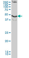 Anti-JNK2 antibody (ab88076) at 5 µg/ml + Jurkat cell lysate at 25 µgSecondaryGoat anti-mouse IgG (H&L)-HRP conjugate at 1/2500 dilution