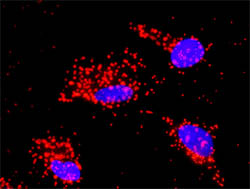 Proximity Ligation Analysis (PLA) of protein-protein interactions between TRAF2 and JNK2 HeLa cells were stained with anti-TRAF2 rabbit purified polyclonal 1/1200 and ab88076 1/50. Signals were detected by Duolink® 30 Detection Kit 613(red), and nuclei were counterstained with DAPI (blue). Each red dot represents the detection of protein-protein interaction complex.