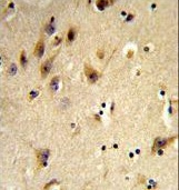 Formalin-fixed and paraffin-embedded human brain tissue reacted with AB93460 at 1/50 dilution, which was peroxidase-conjugated to the secondary antibody, followed by DAB staining.