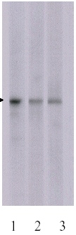 All lanes : Anti-JNK2 antibody [341P16] (ab19337) at 1 µg/mlLane 1 : Human jurkat cellsLane 2 : Mouse 3T3-L1 cellsLane 3 : Rat PC-12 Cells
